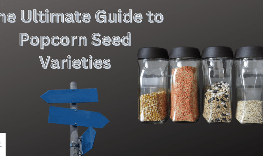 The Ultimate Guide to Popcorn Seed Varieties