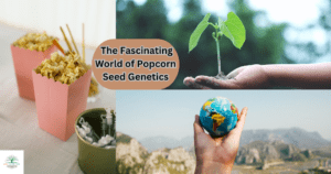 The Fascinating World of Popcorn Seed Genetics