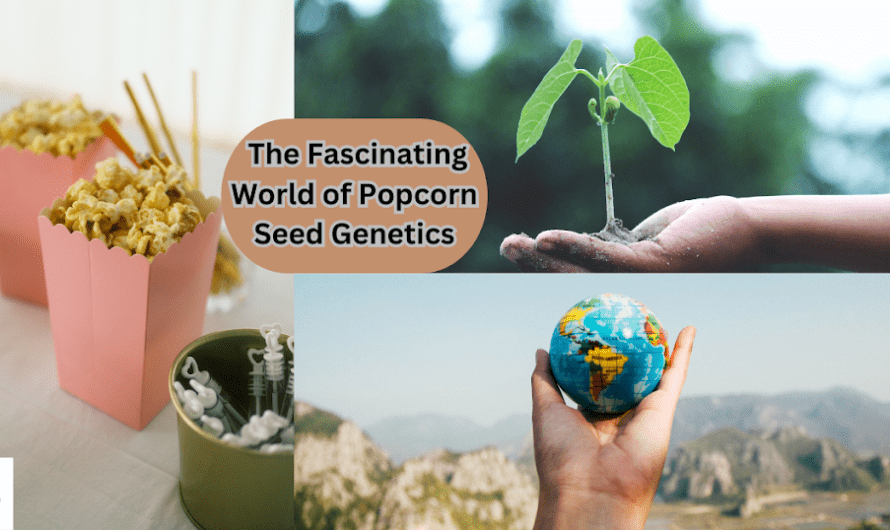 The Fascinating World of Popcorn Seed Genetics