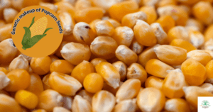 Genetic makeup of Popcorn Seeds