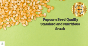 Popcorn Seed Quality Standard and Nutritious Snack