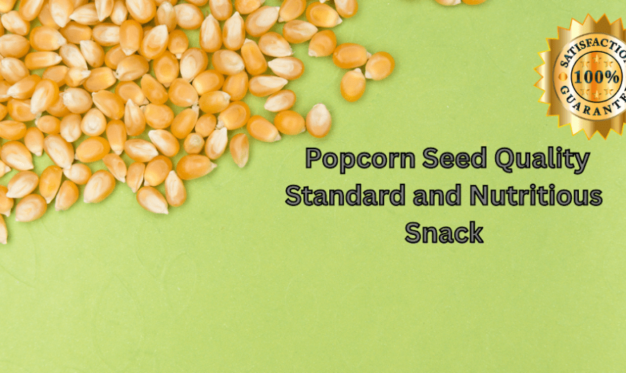 Popcorn Seed Quality Standard and Nutritious Snack