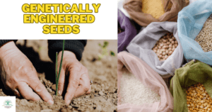 Genetically Engineered Seeds