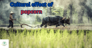 Cultural effect of popcorn