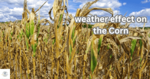 weather effect on corn