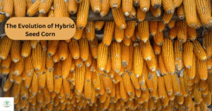 The Evolution of Hybrid Seed Corn