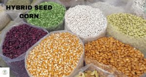 The Evolution of Hybrid Seed Corn