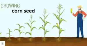 Seed Corn Production Techniques